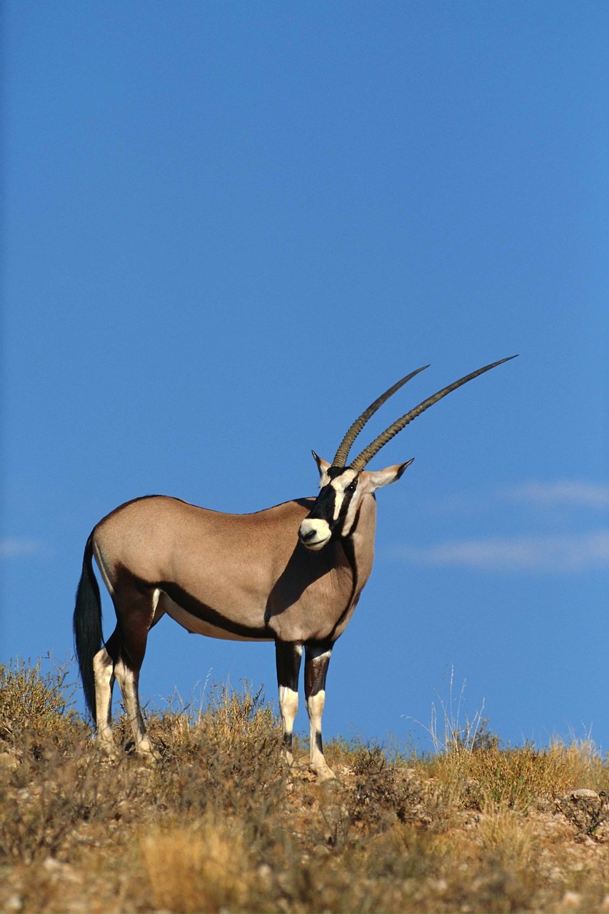 antelope animals africa free photo