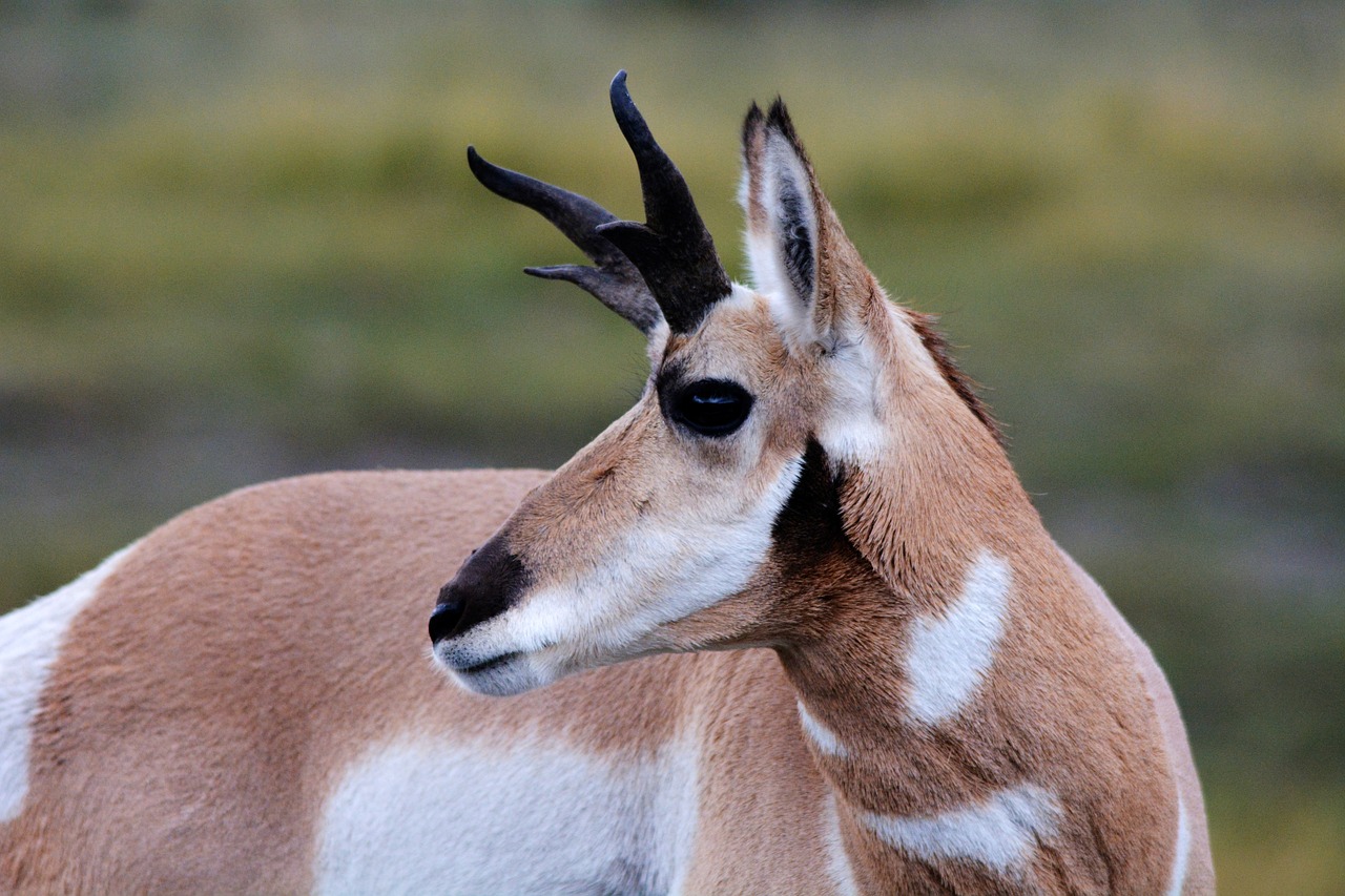 antelope pronghorn wild free photo
