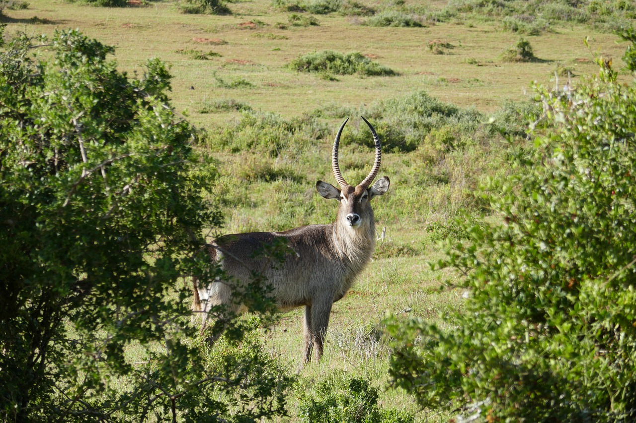 antelope kariega animals free photo