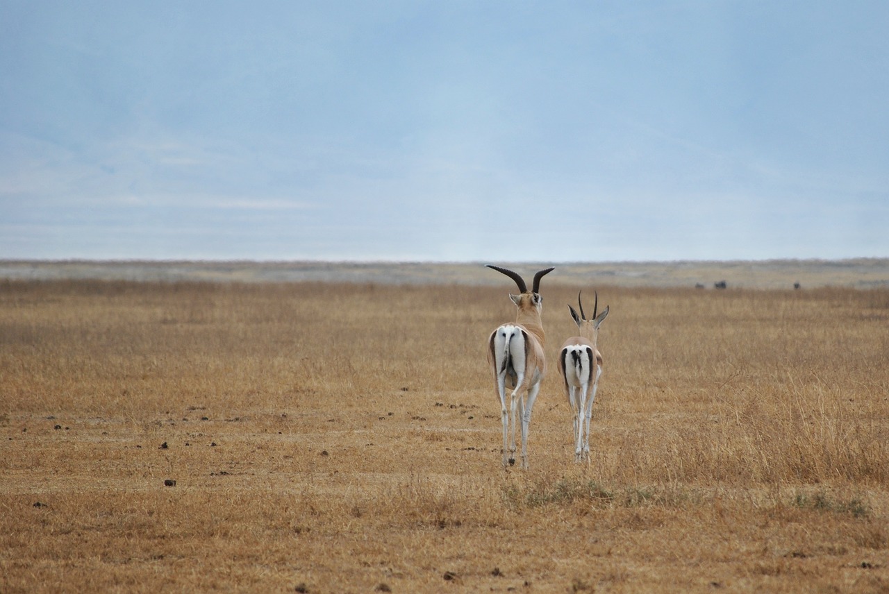 antelope ngorongoro crater free photo