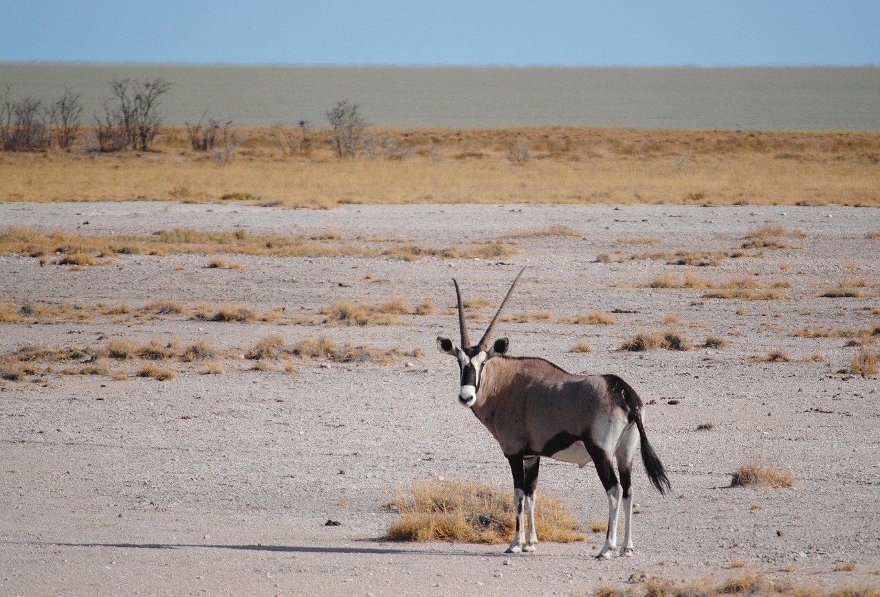 antelope africa namibia free photo