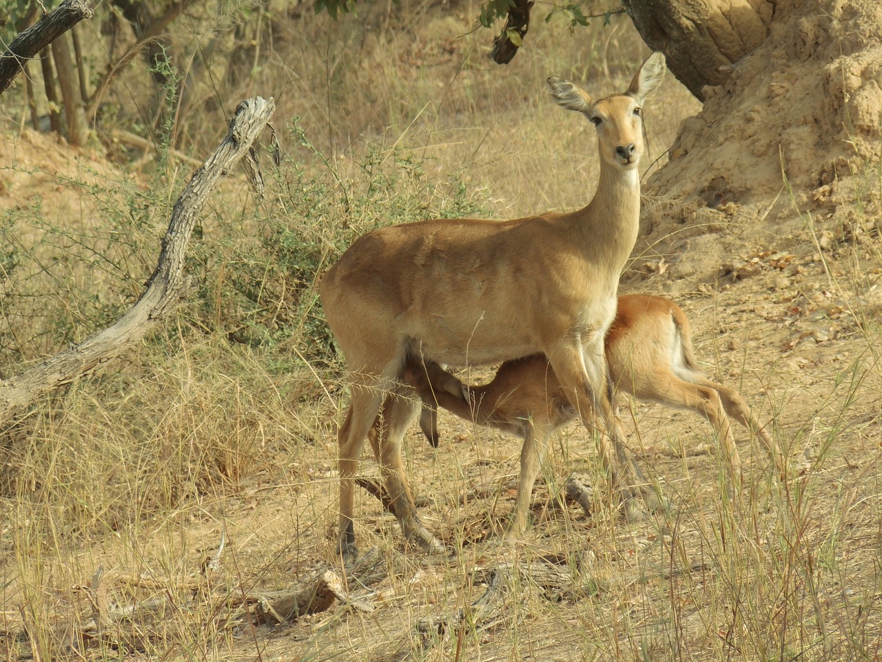 antelope calf young free photo