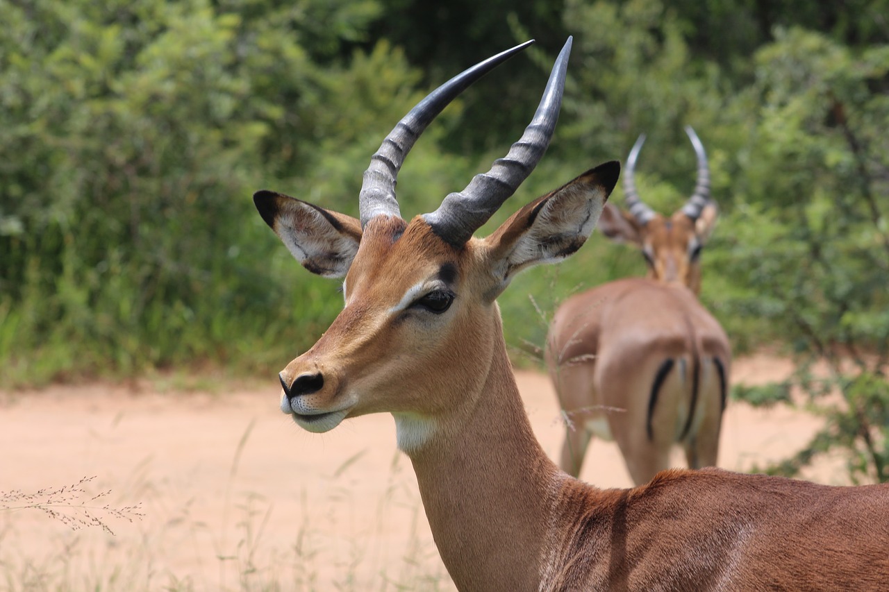 antelope animal nature free photo