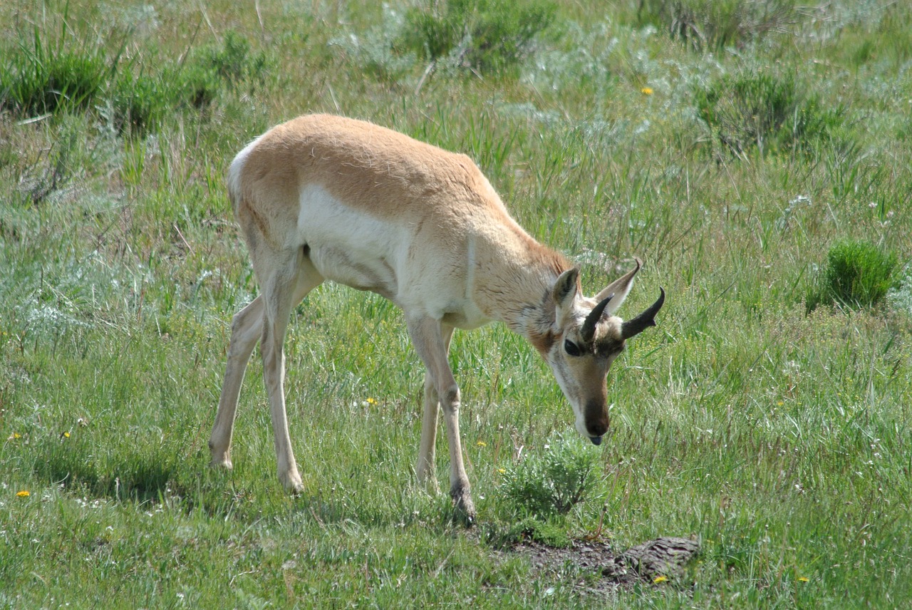 antelope game wyoming free photo