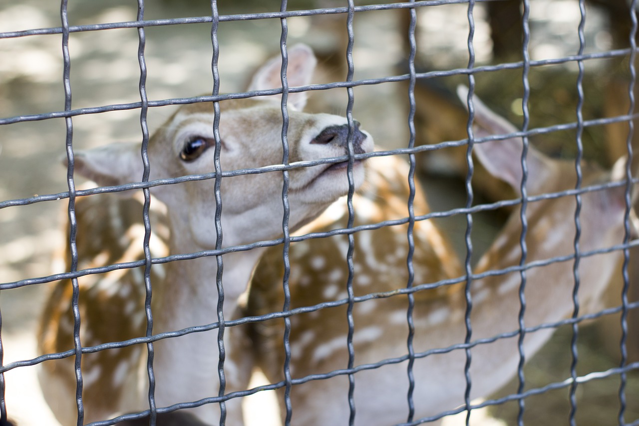 antelope zoo antelope in the zoo free photo