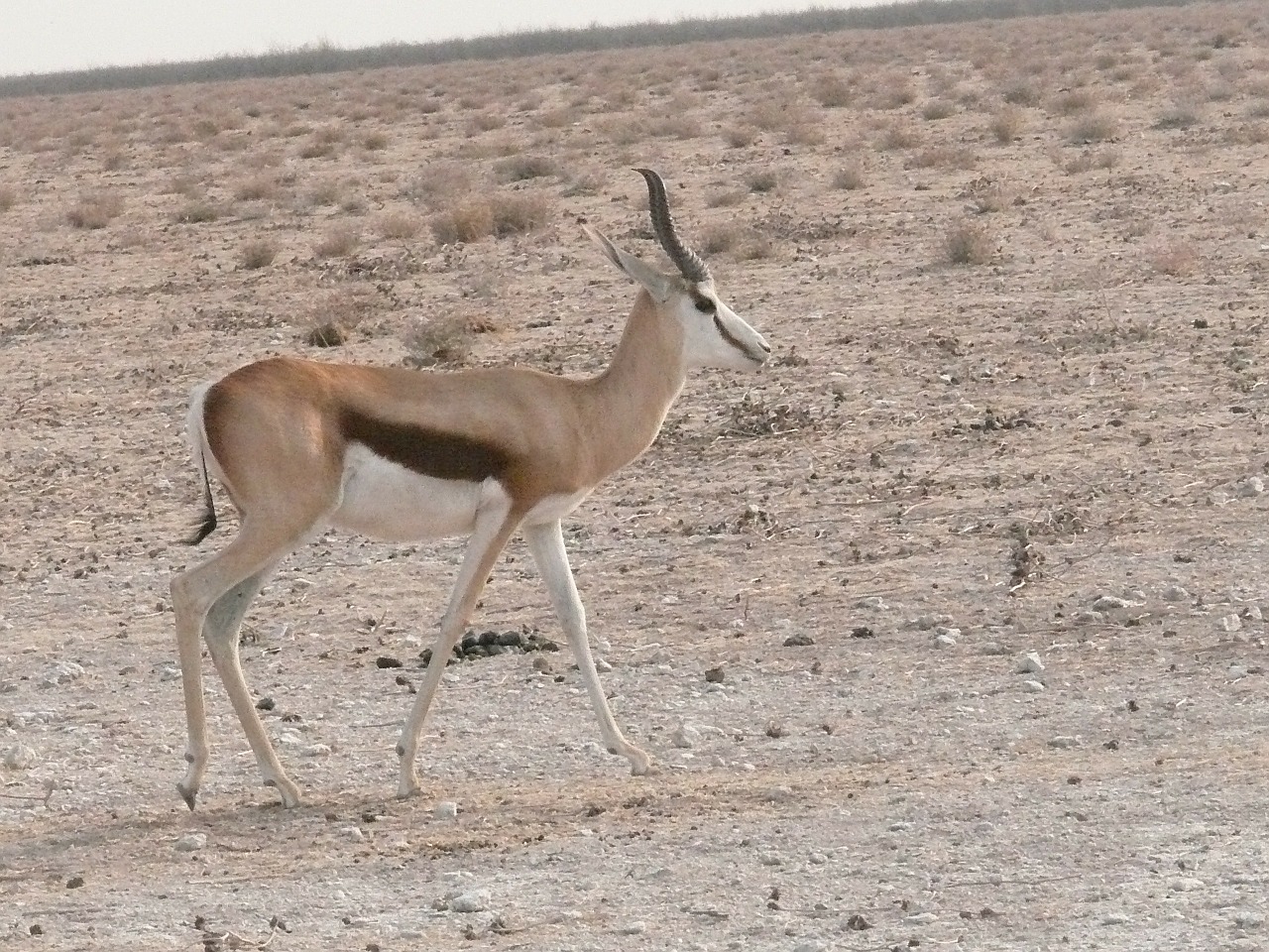 antelope springbok animal free photo