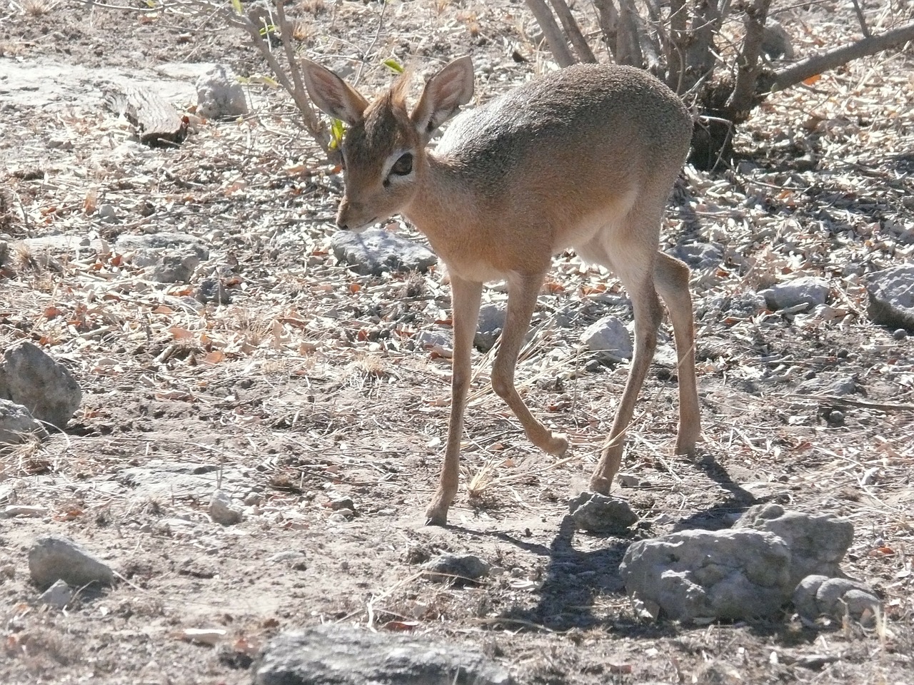 antelope africa animal free photo