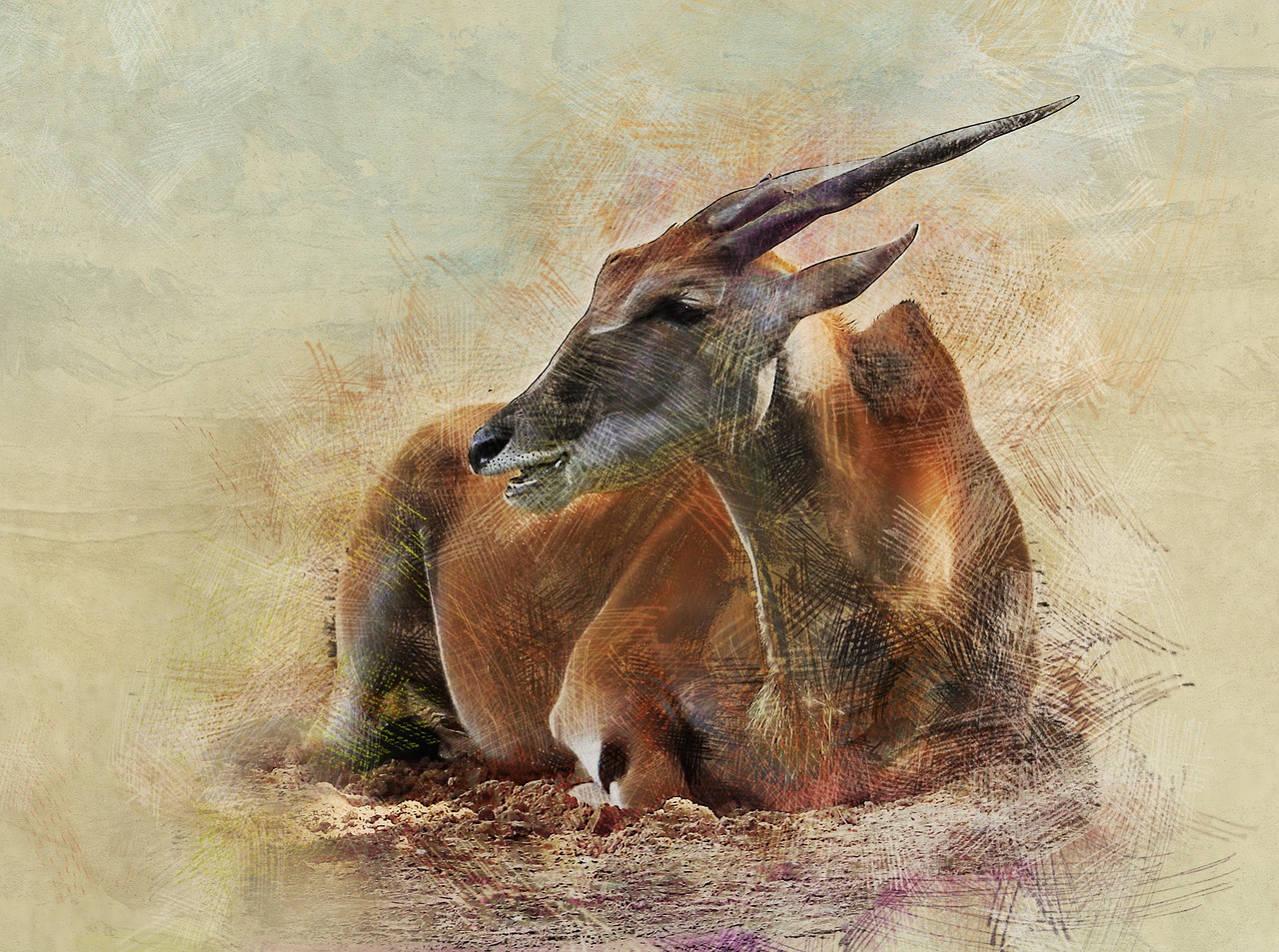 antelope animal ovis free photo