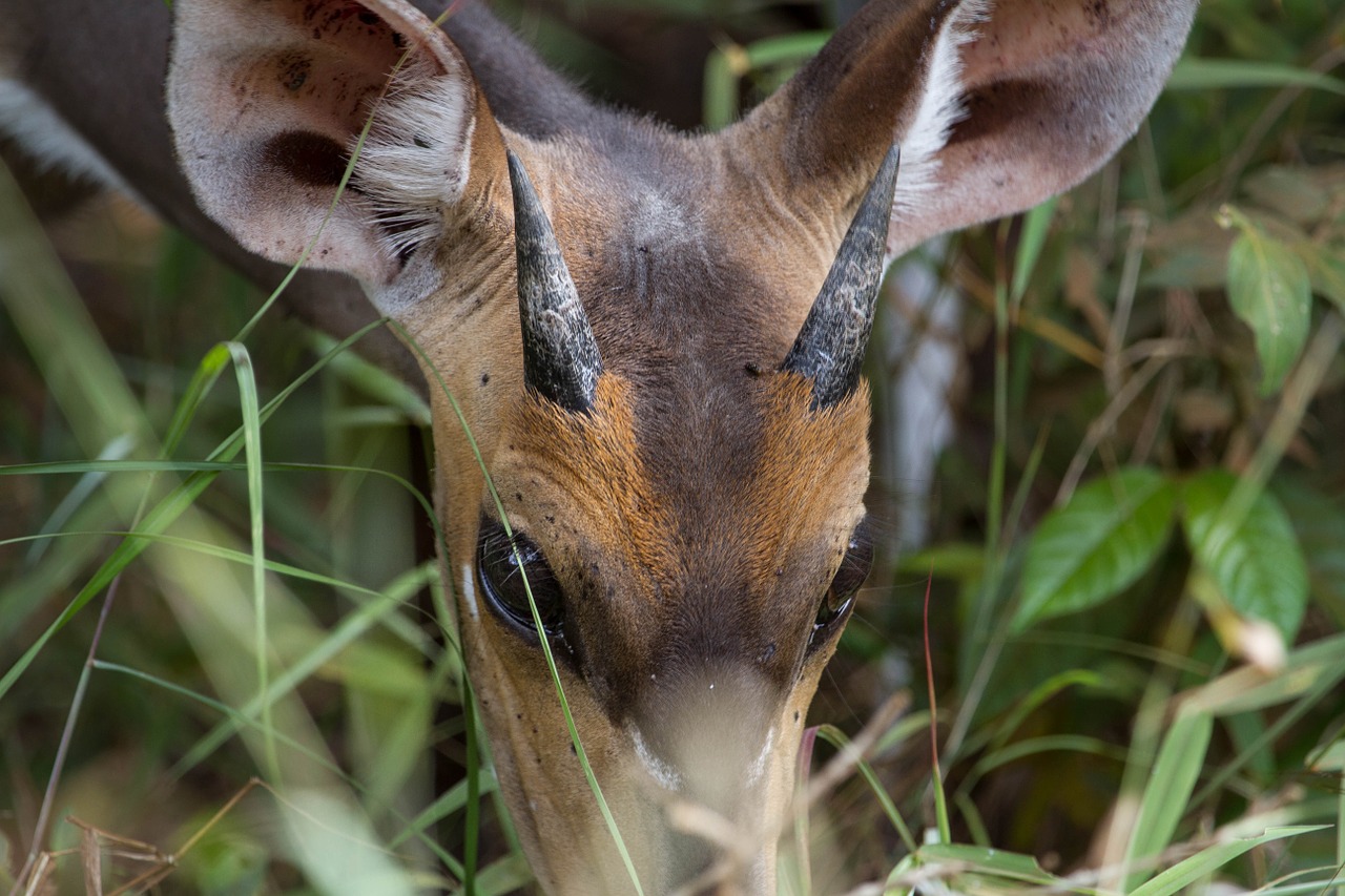 antelope africa national park free photo