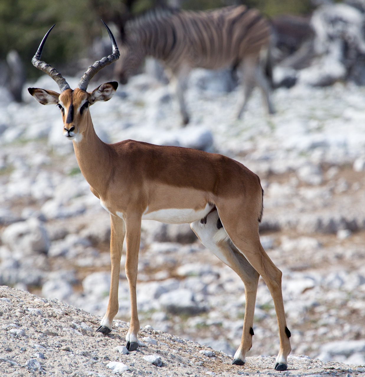 antelope animal world mammal free photo