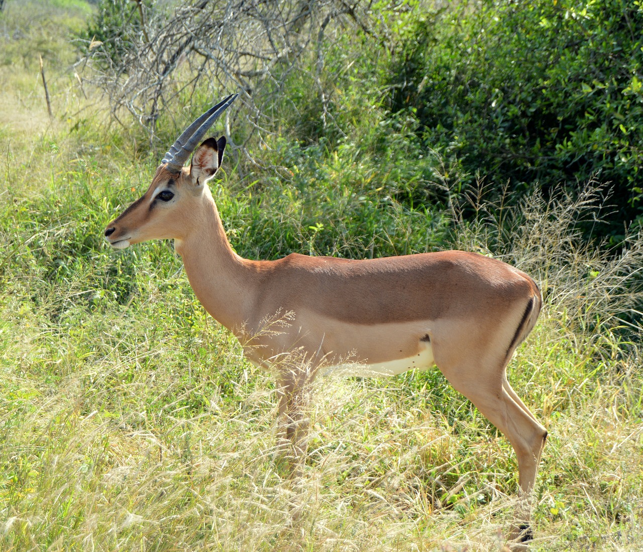 antelope wildlife mammal free photo