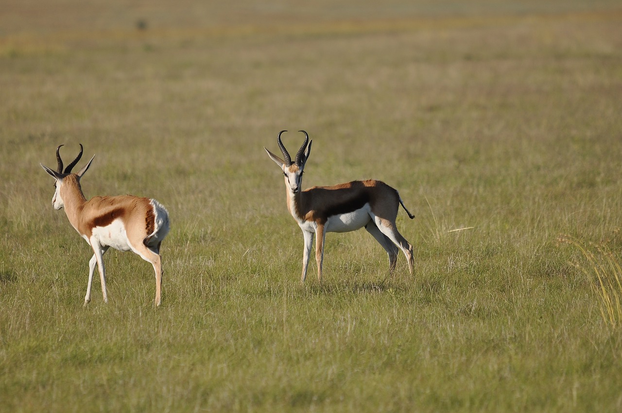 antelope  mammal  wildlife free photo