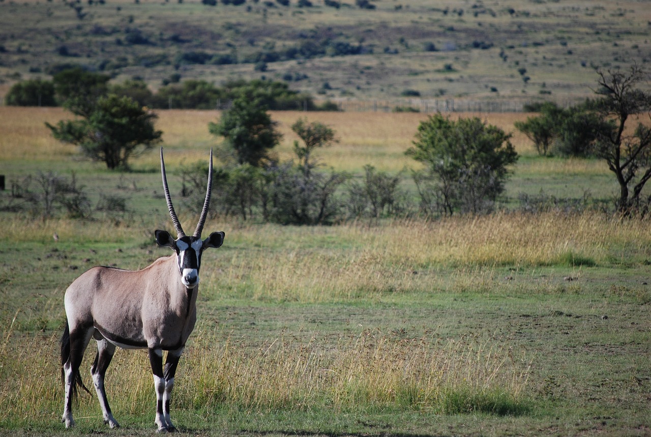 antelope  wildlife  mammal free photo