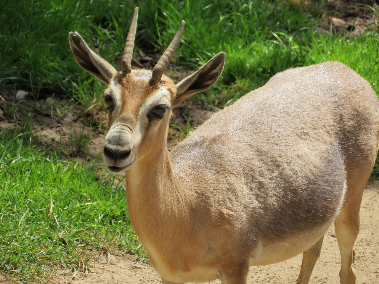 antelope  san diego zoo  hooved mammal free photo