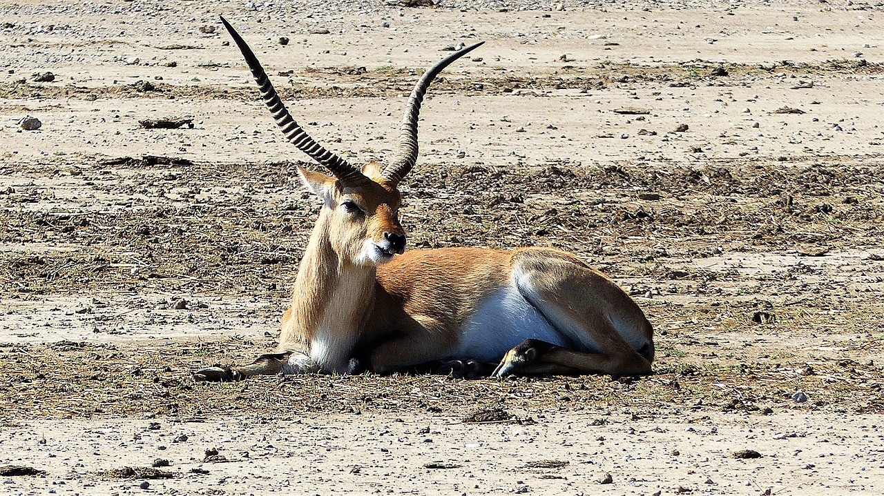 antelope  animal  savannah free photo