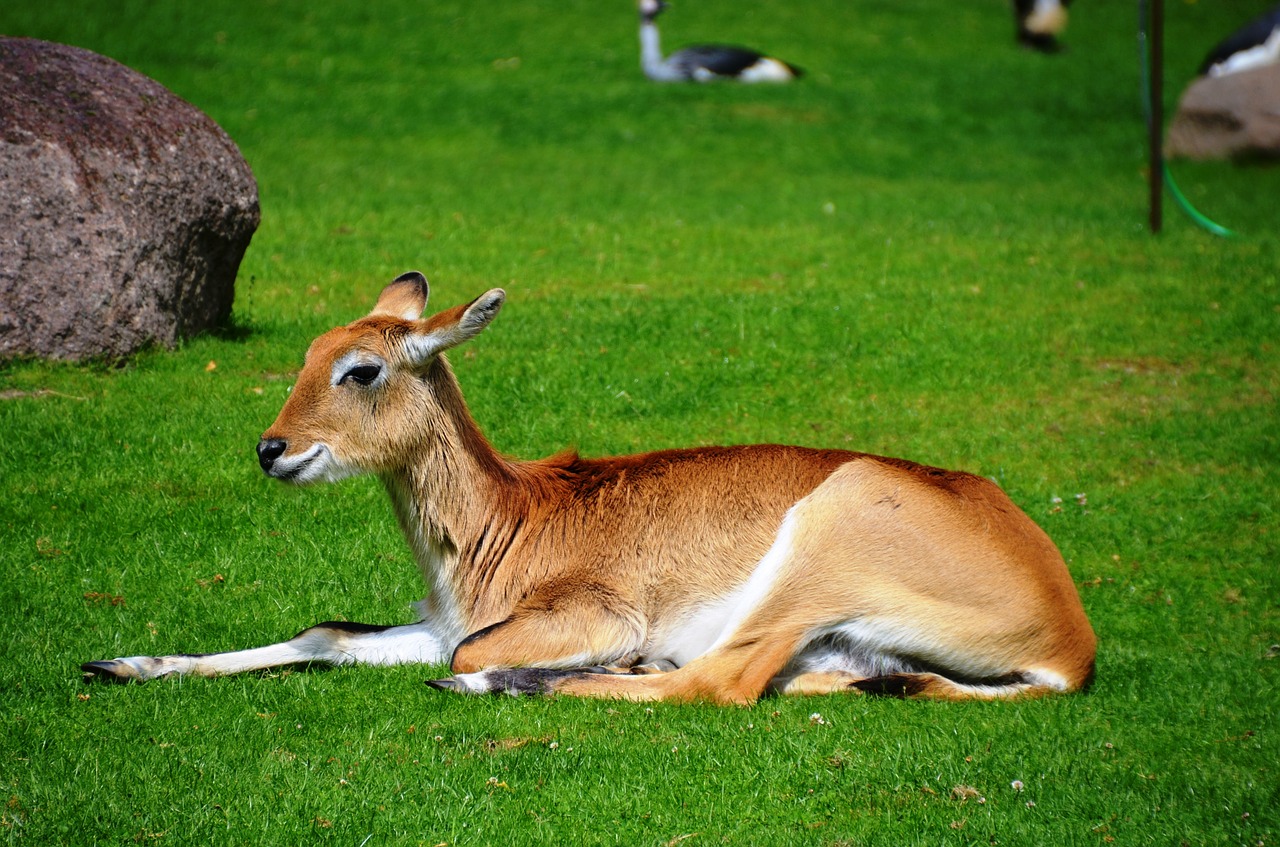 antelope lychee moor antelope lechwe free photo