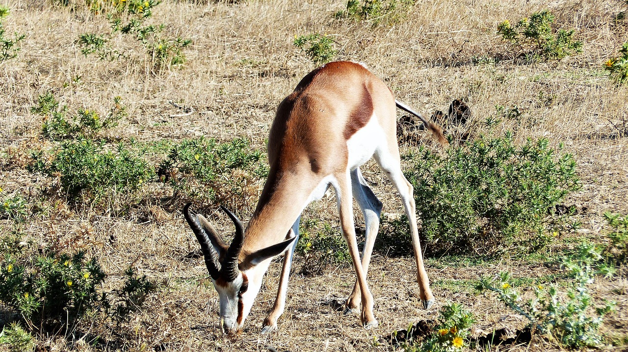 antelope  animal  herbivore free photo