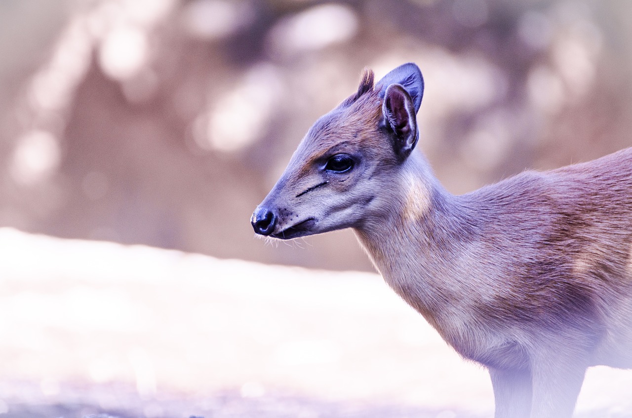 antelope  africa  nature free photo