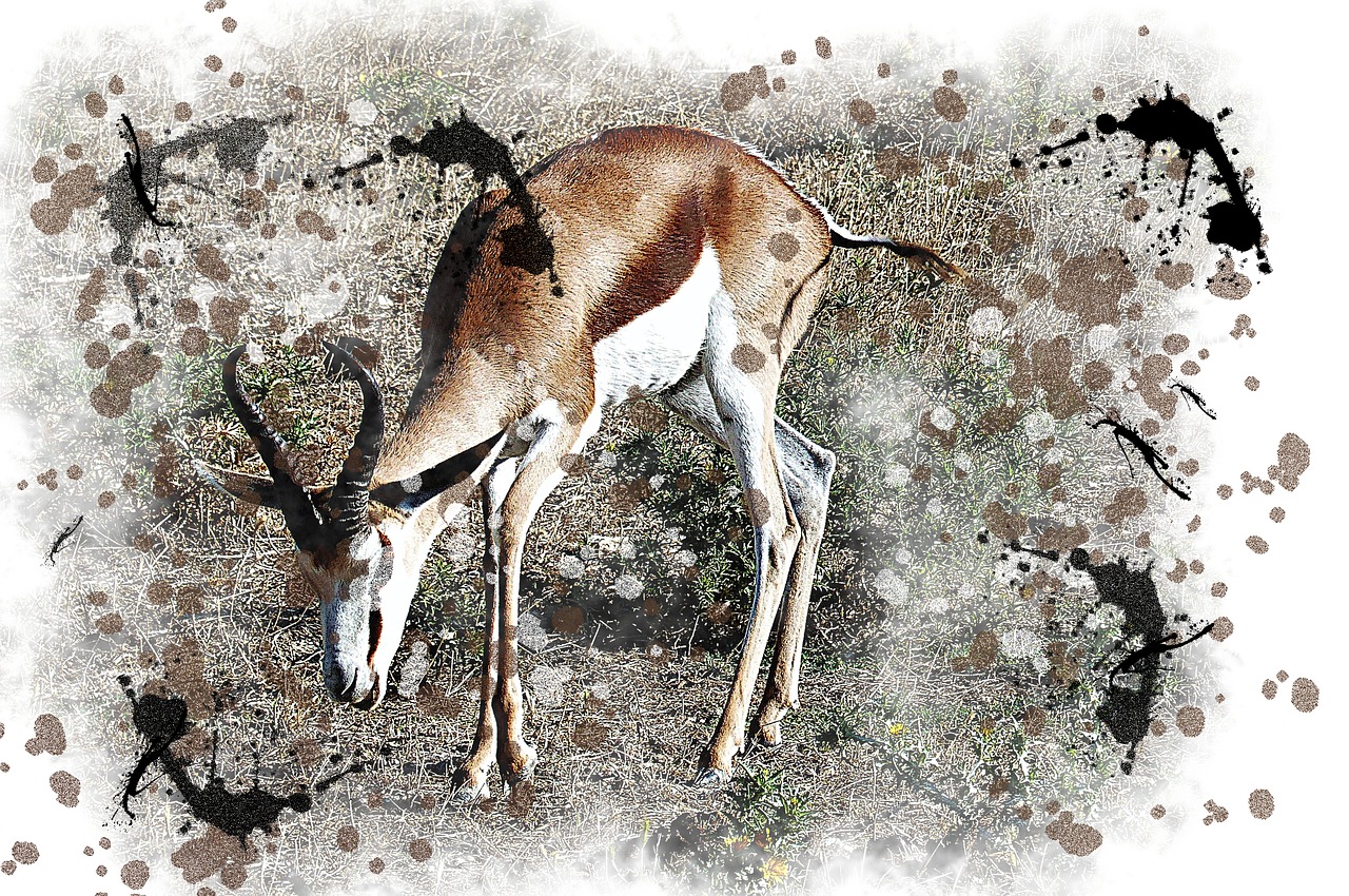 antelope  watercolor  picture free photo