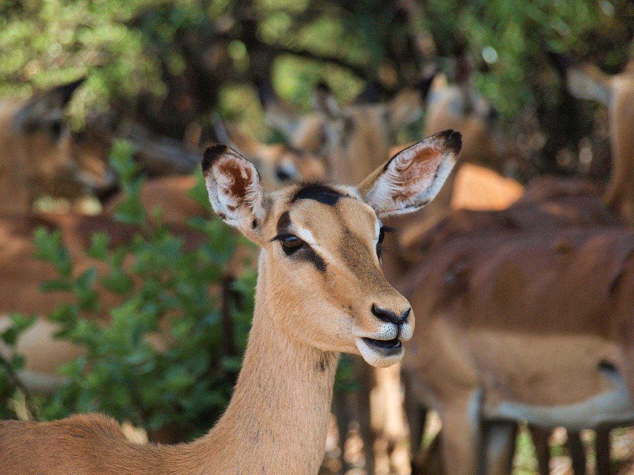 antelope  safari  africa free photo