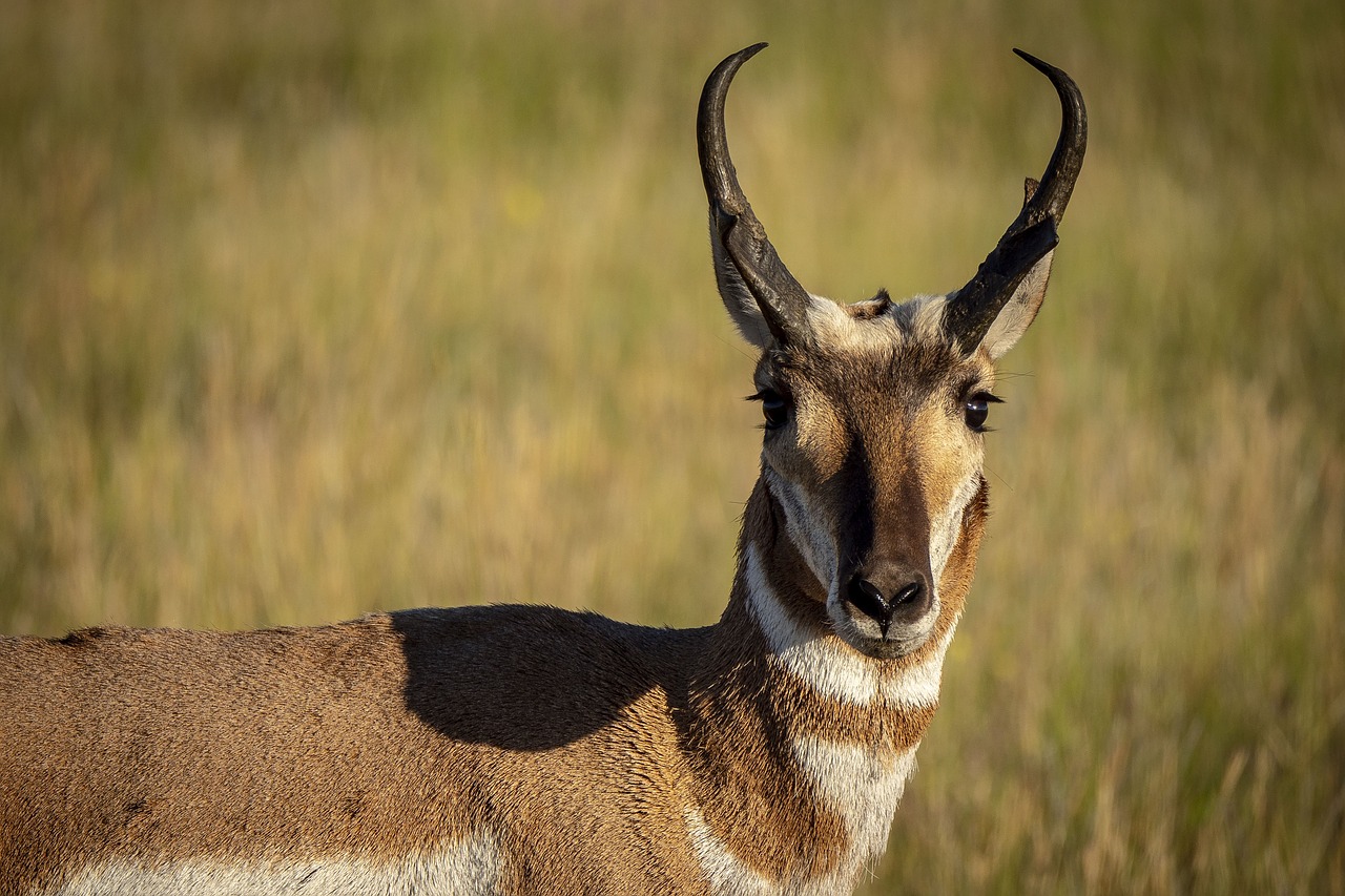 antelope  wild  nature free photo