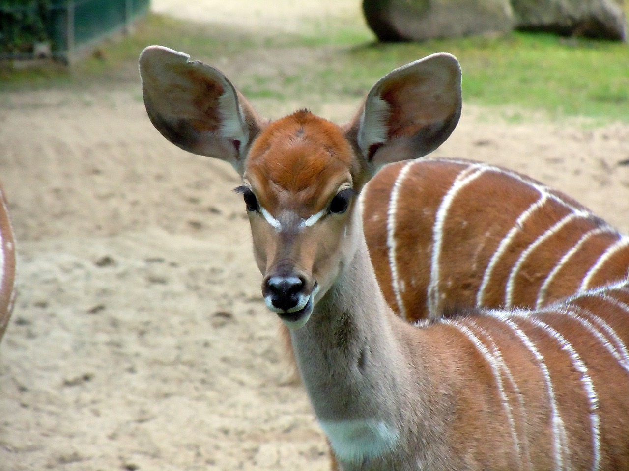 antelope small kudu kudu free photo