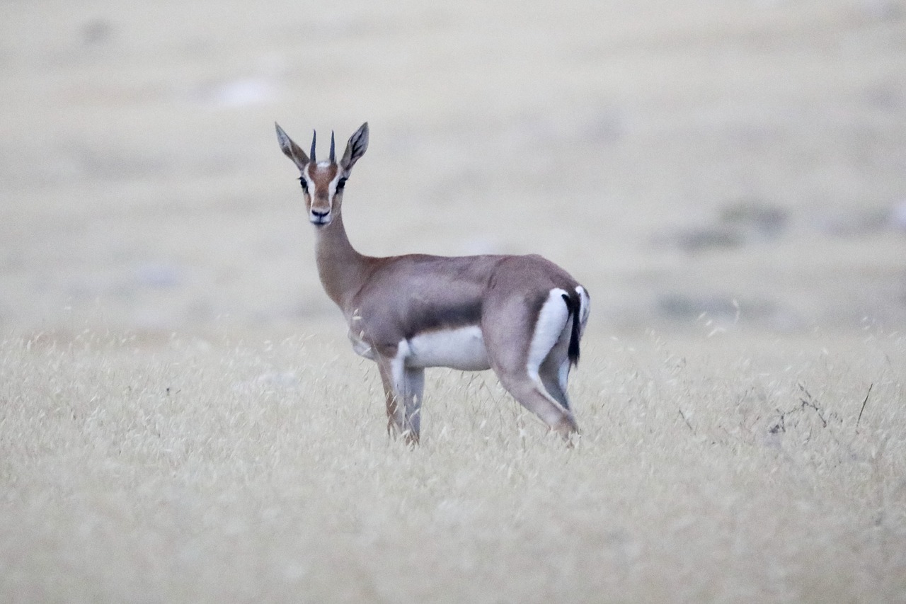 antelope  animals  safari free photo