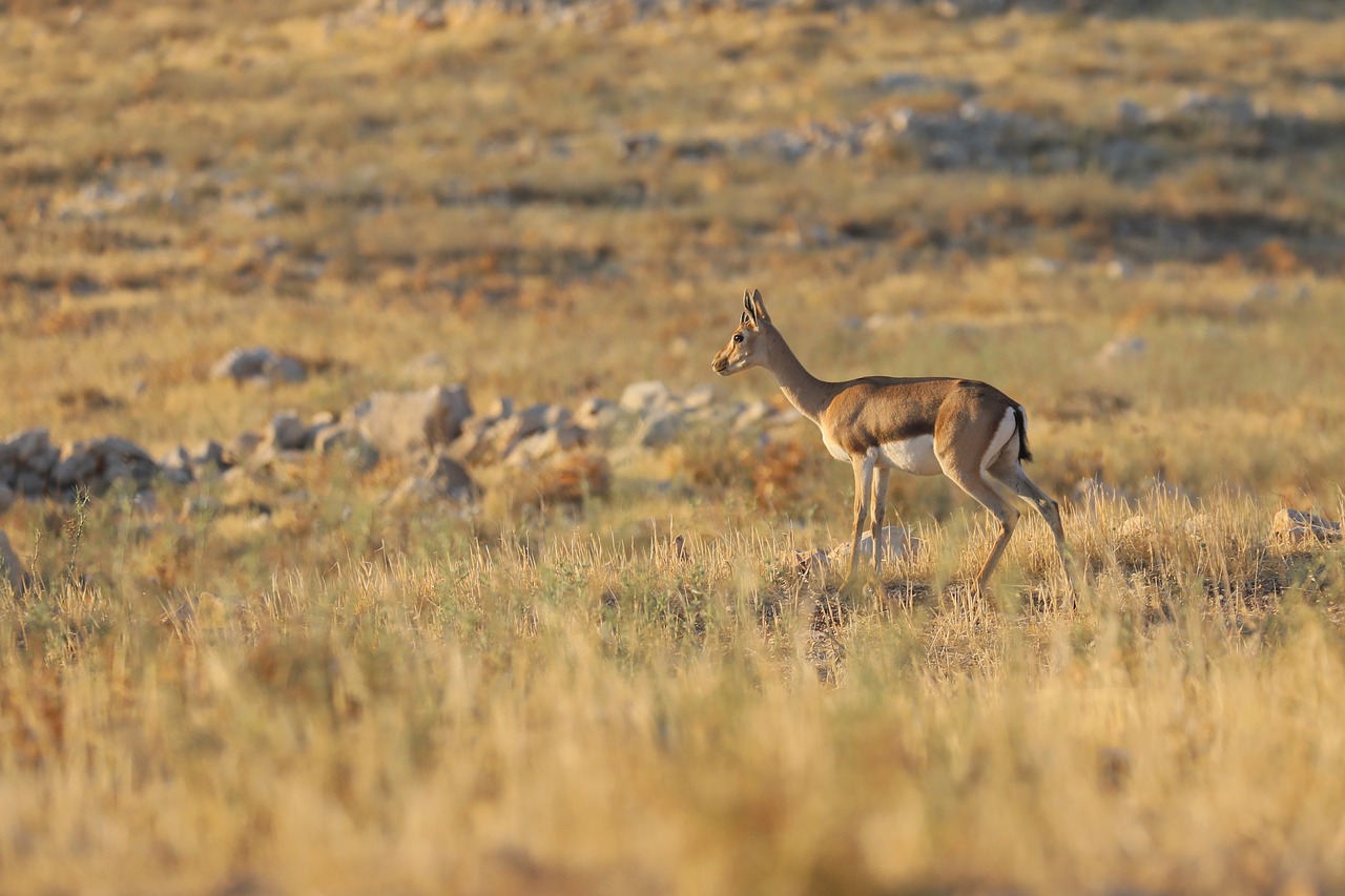 antelope  animals  safari free photo