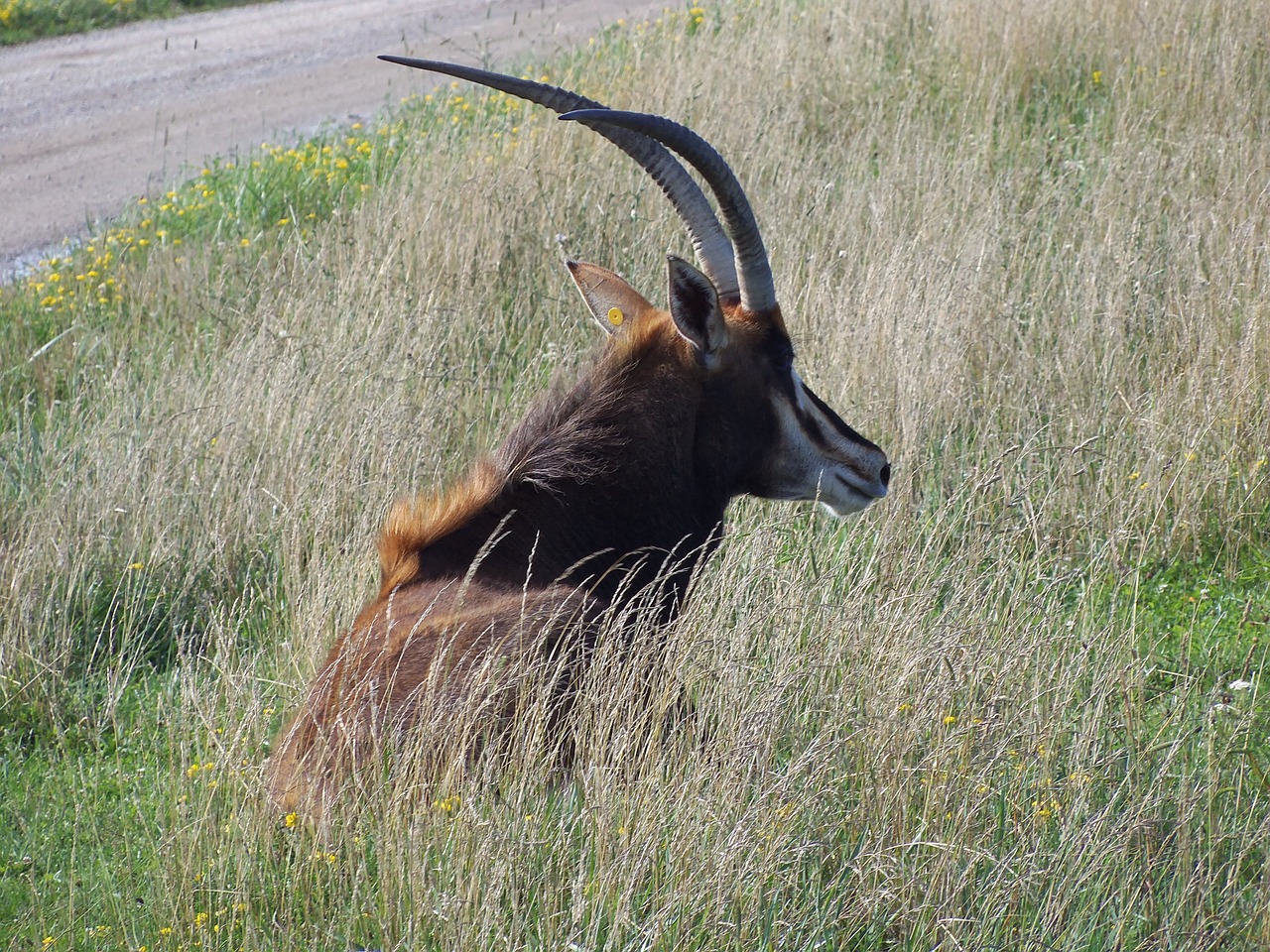 antelope sable antelope the wilds free photo