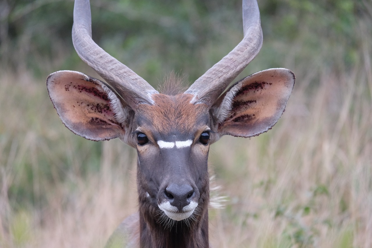 antelope  south africa  national park free photo