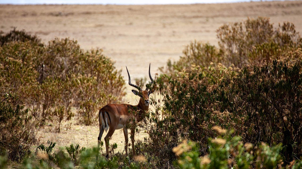 antelope  kenya  safari free photo