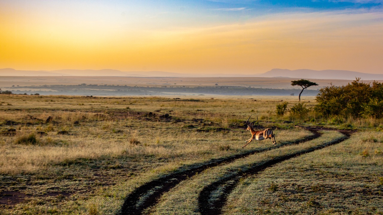 antelope  sunset  kenya free photo