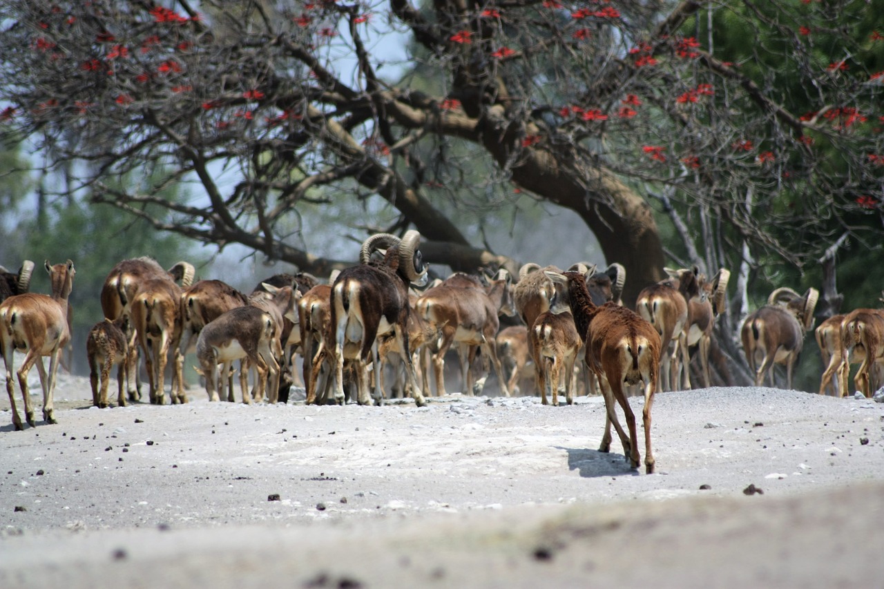 antelope  animal  wild free photo