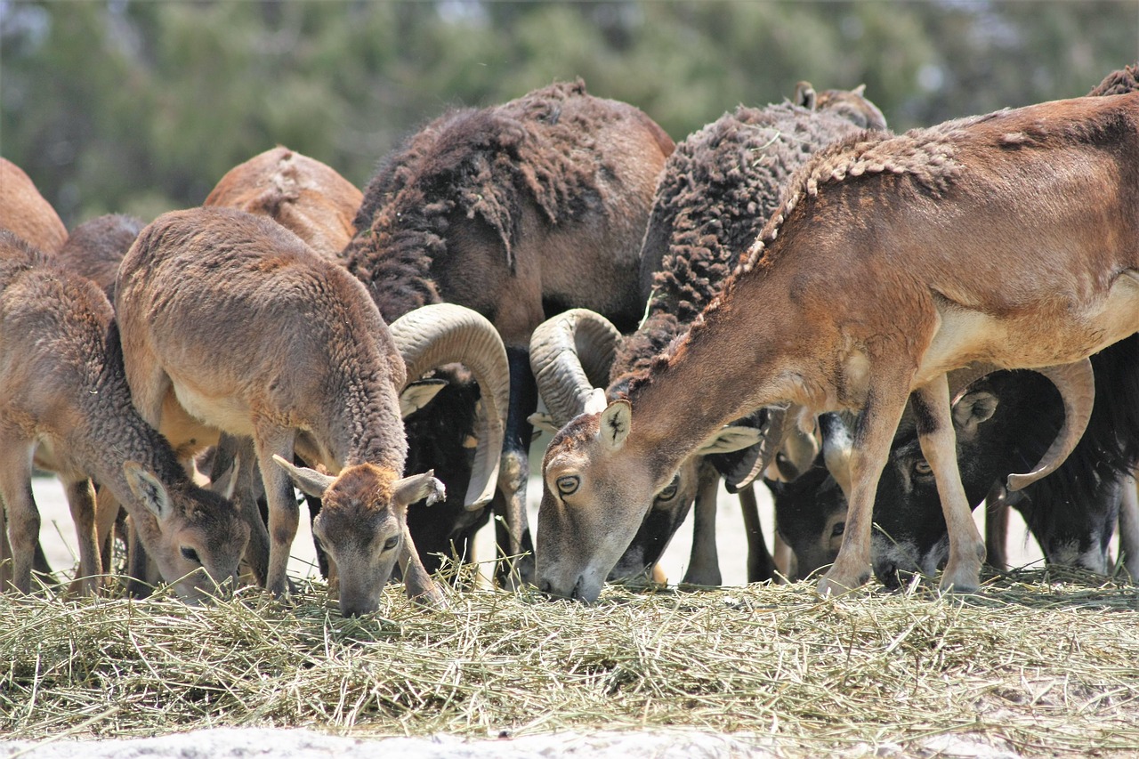 antelope  animal  wild free photo
