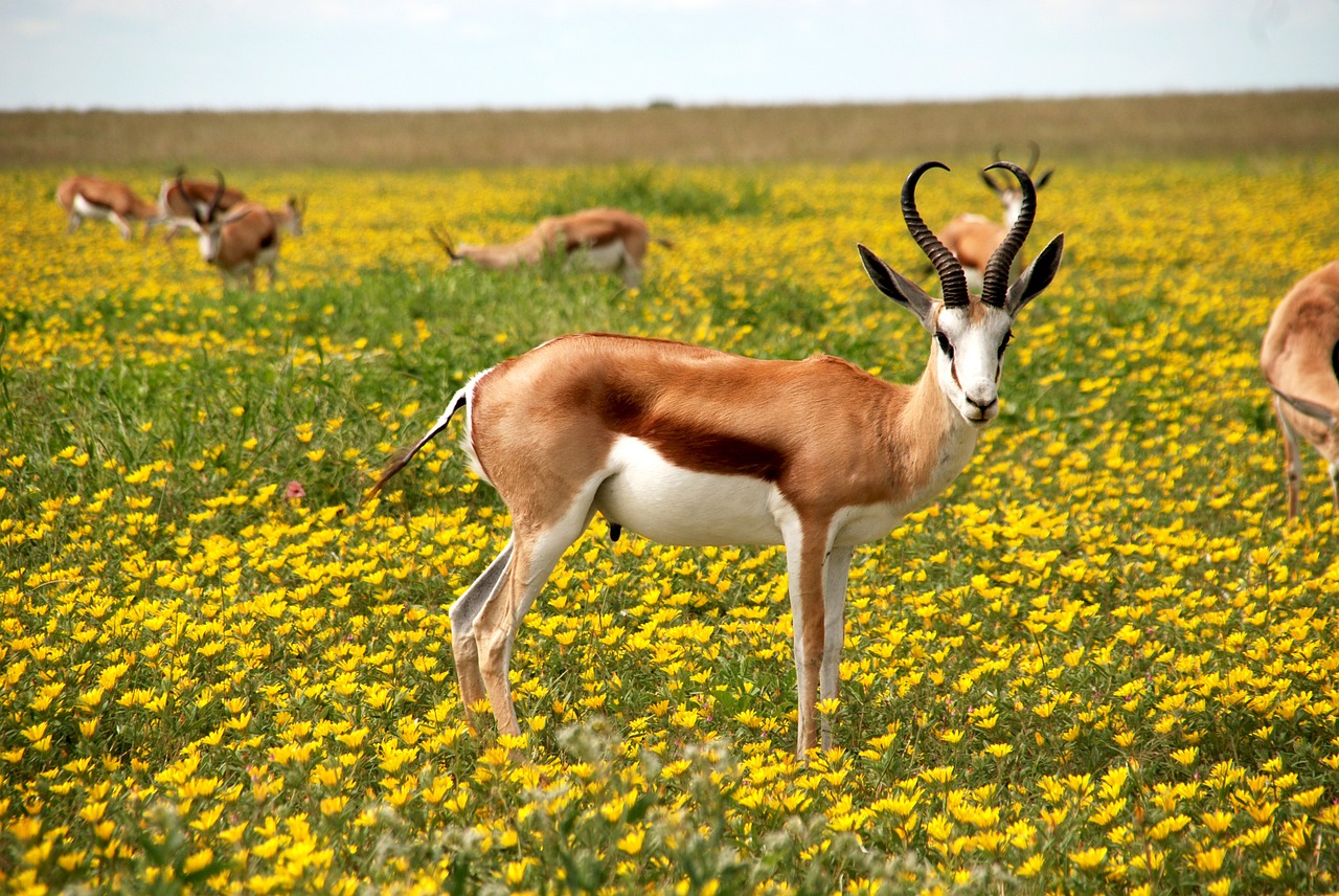 antelope nature flowers free photo