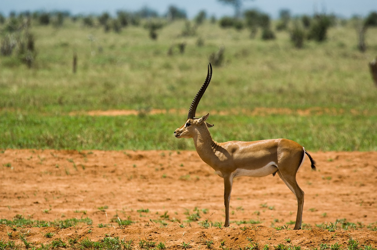 antelope  africa  steppe free photo