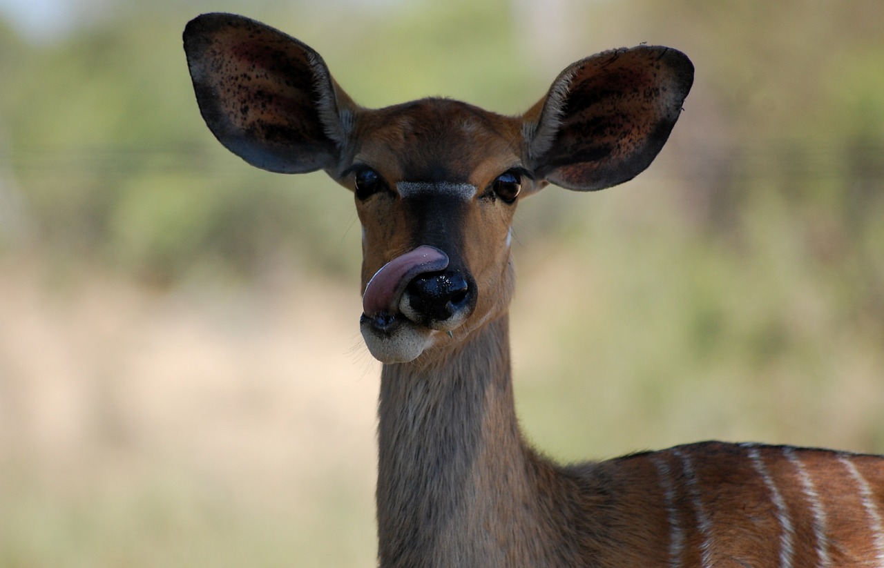 antelope south africa wilderness free photo