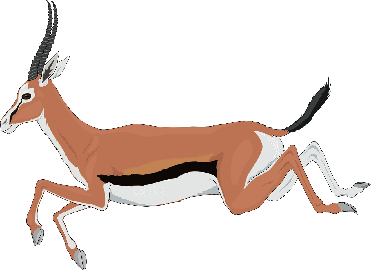 antelope running leaping free photo