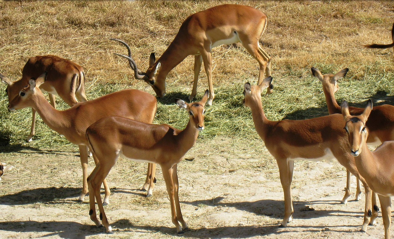 antelope impala horns free photo