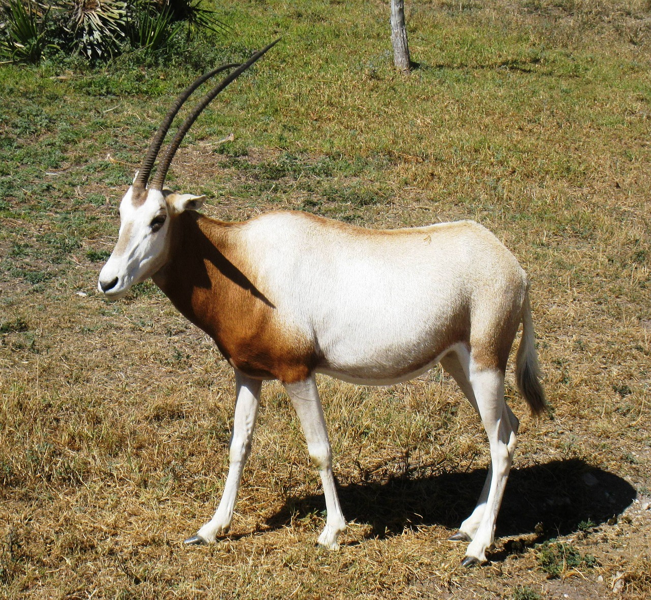 antelope impala mammal free photo