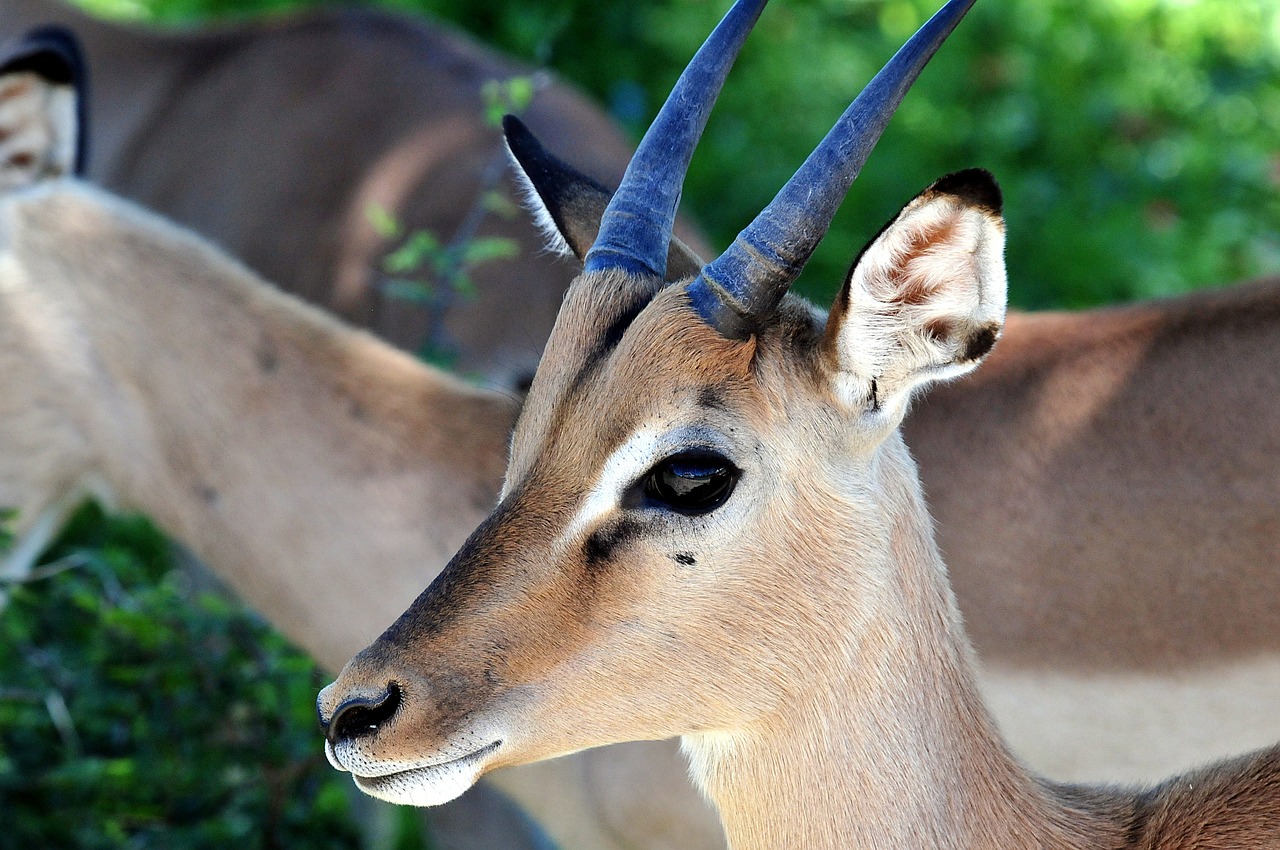 antelope juvenile south africa free photo