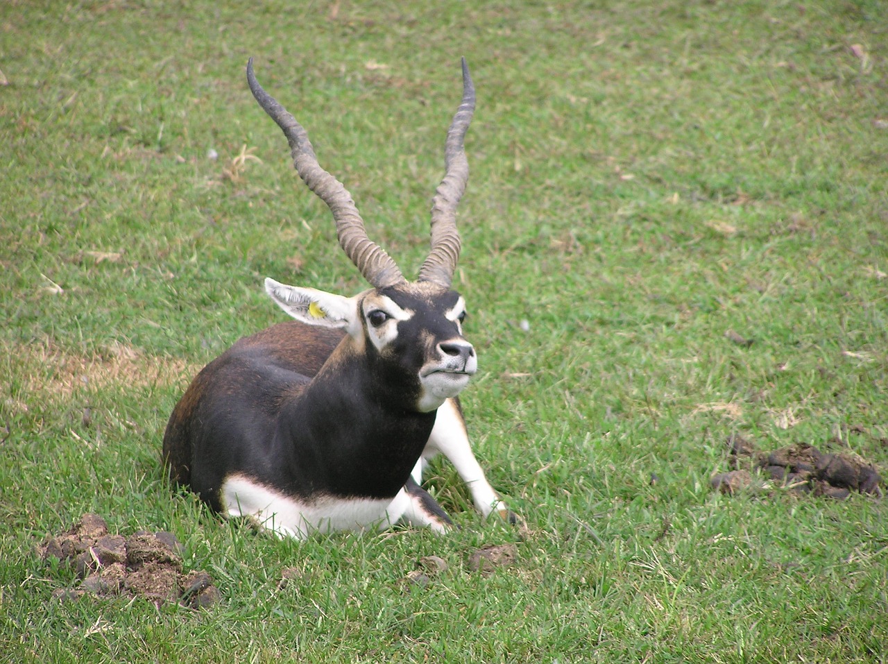 antelope black buck animal free photo