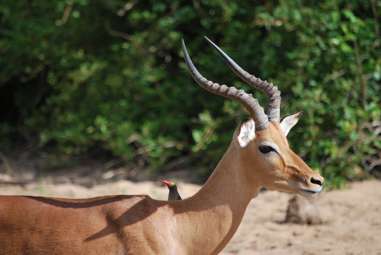 antelope savannah south africa free photo