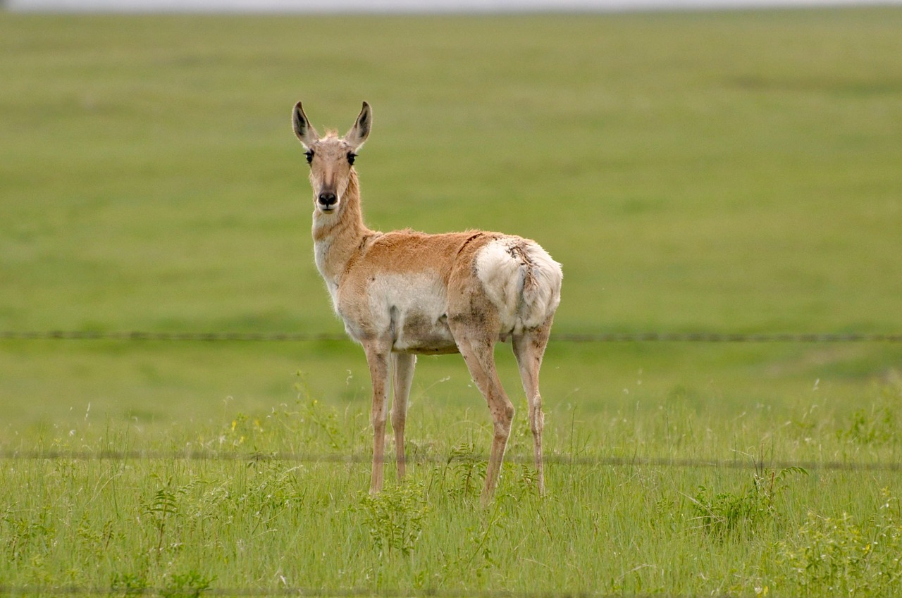 antelope wildlife animal free photo