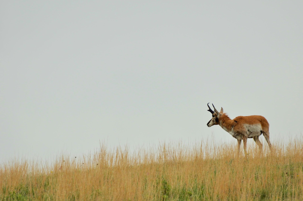 antelope landscape nature free photo