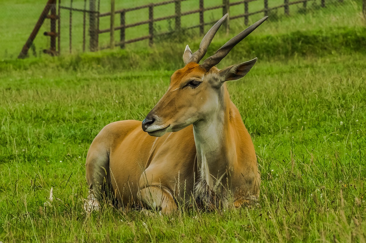 antelope game nature free photo