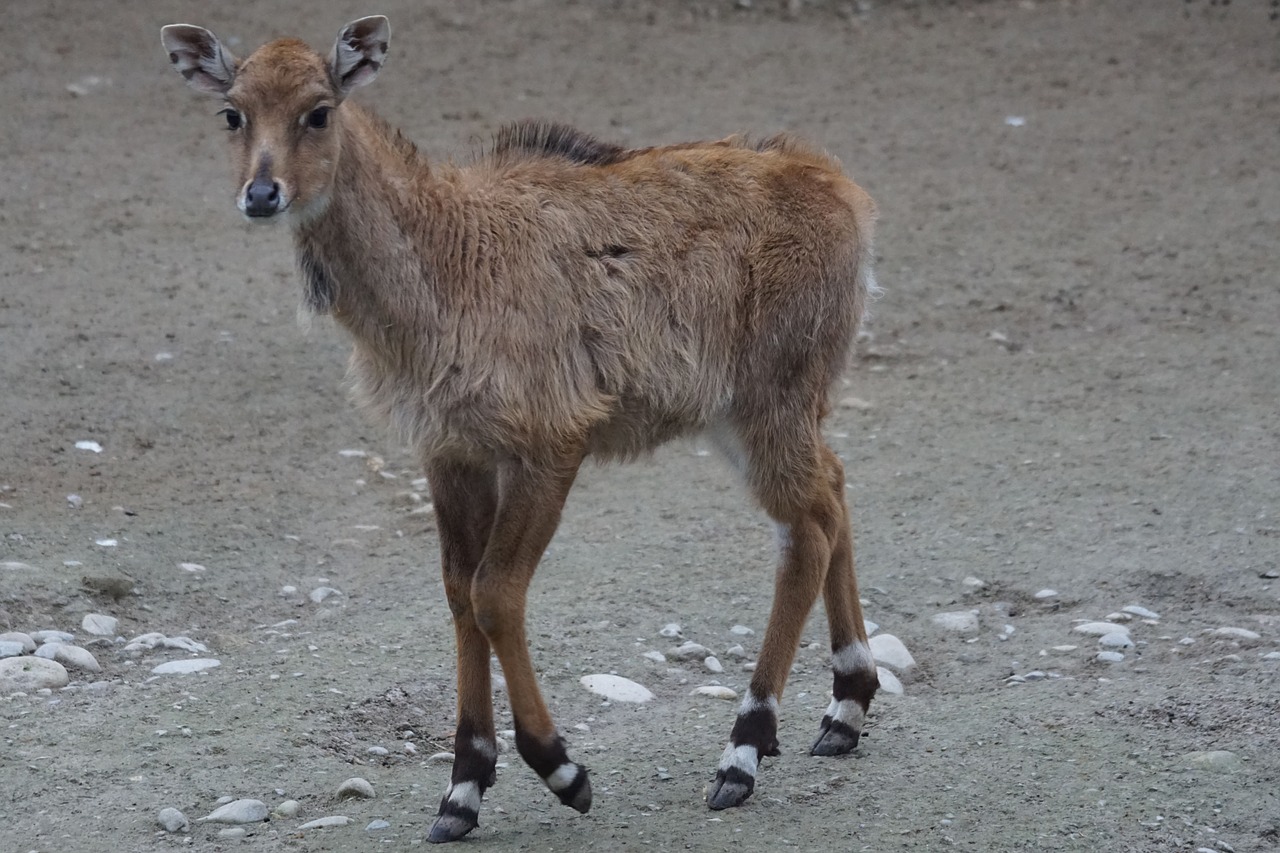 antelope zoo young animal free photo