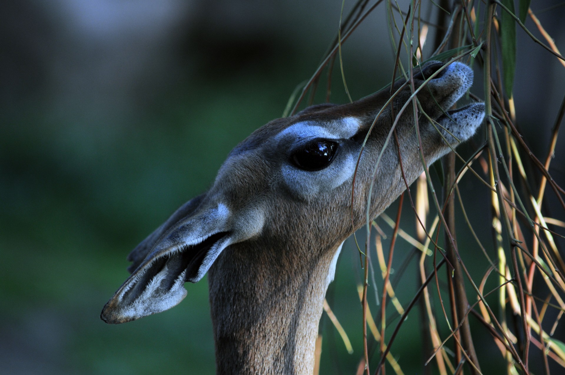 giraffe-necked antelope antelope deer free photo