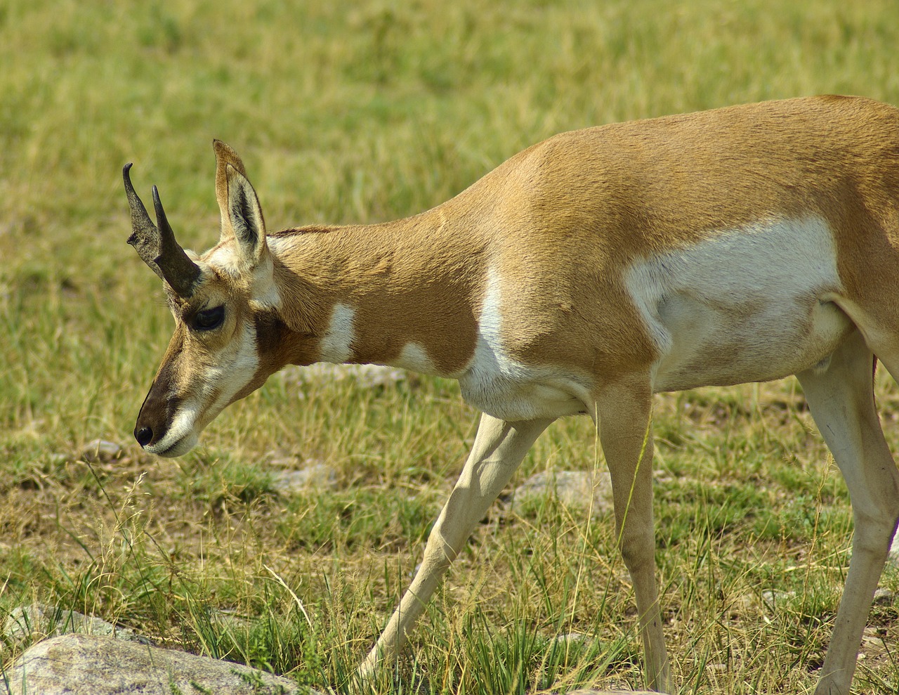 antelope in south dakota  antelope  pronghorn free photo