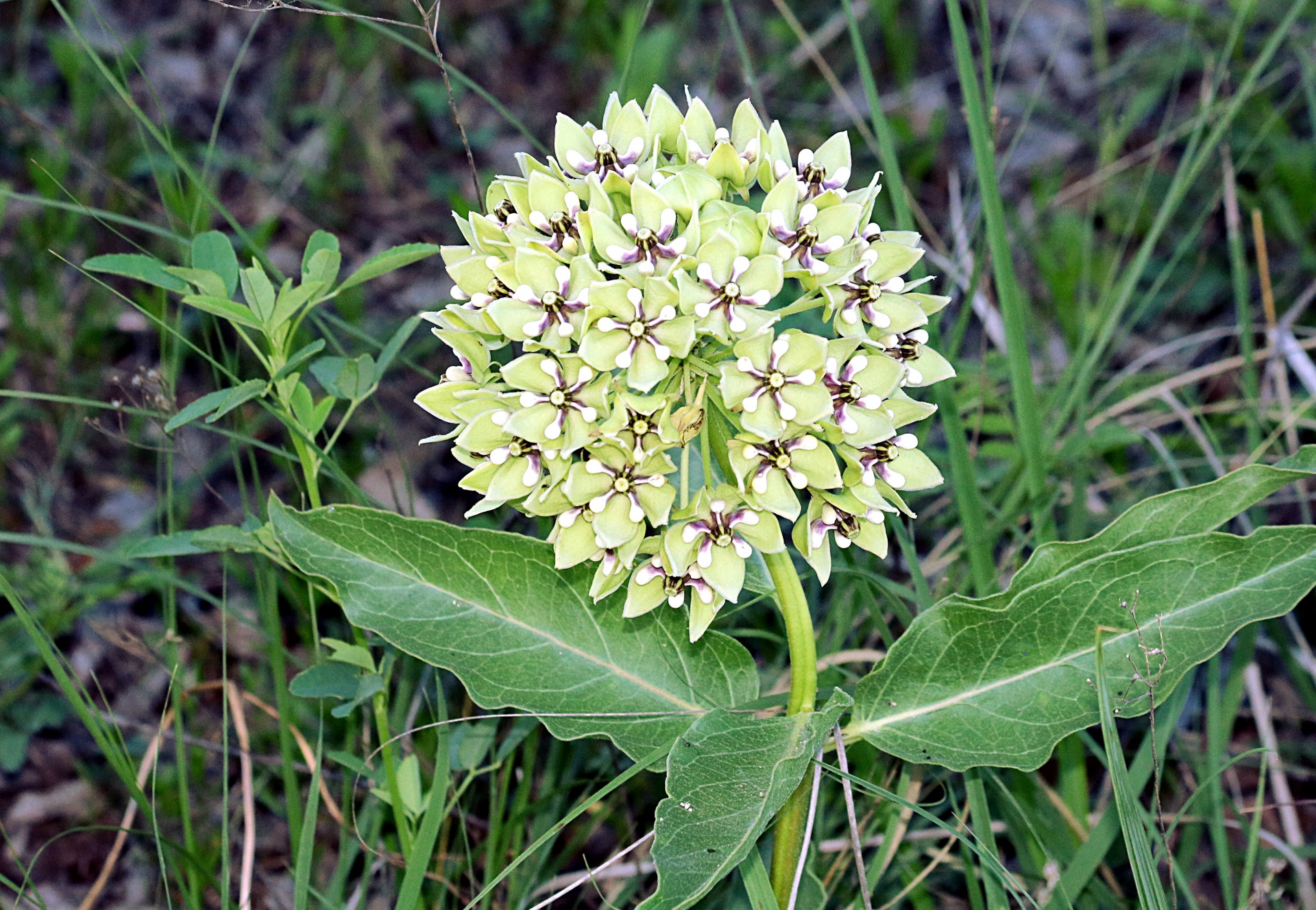 nature plants flowers free photo